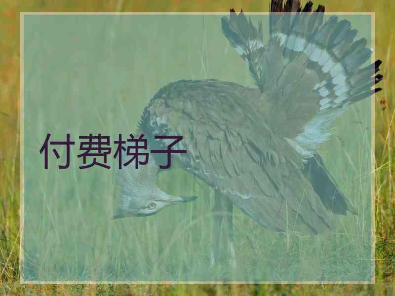 付费梯子