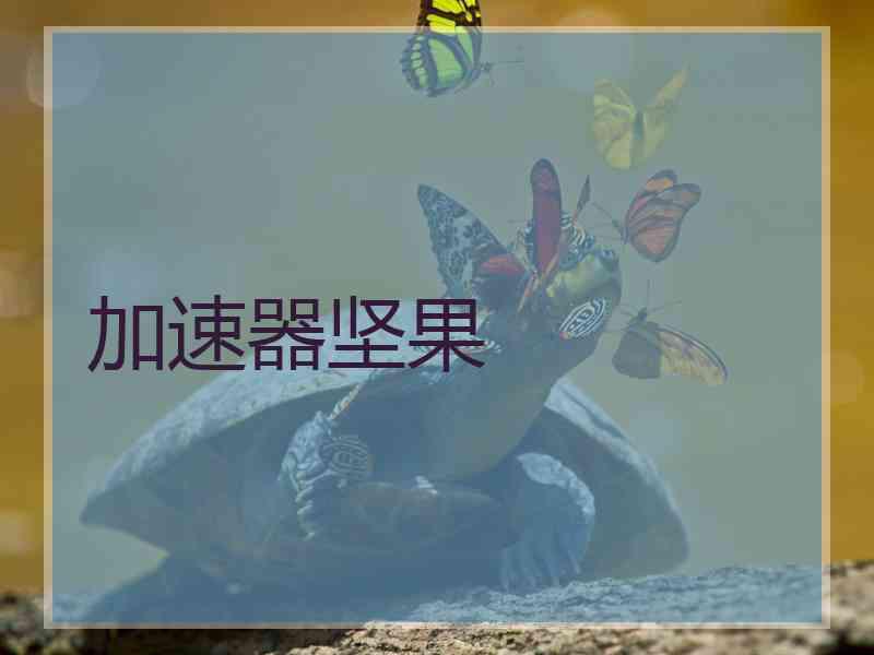 加速器坚果