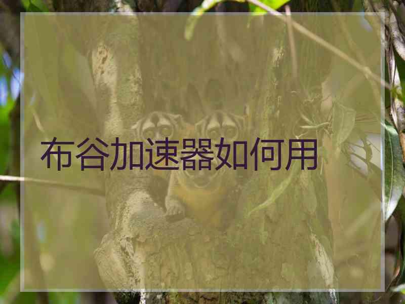 布谷加速器如何用