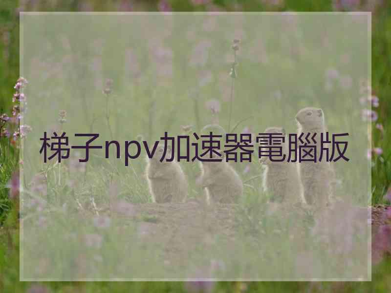 梯子npv加速器電腦版
